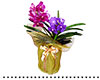 plant8s